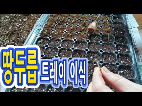 브이로그 VLOG : 땅두릅 트레이 이식하기!