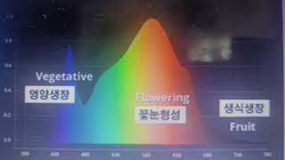 딸기 제2강  광형성(괗형태성)/피토크롬/포토포르핀/크립토크롬/꽃눈분화 촉진기술/ 탄저병/꽃곰팡이