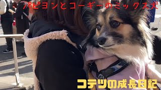 【パピヨンとコーギーのミックス犬】千葉県の長福寿寺に行きましたI went to Chofukujuji Temple in Chiba Prefecture with my dog Kotetsu.