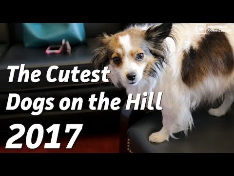 Dogs on the Hill 2017 - Get to Know the Dogs!