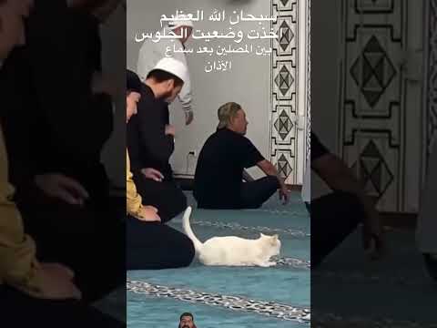 Cat Enters A Mosque 😊 #kaaba #live #cute