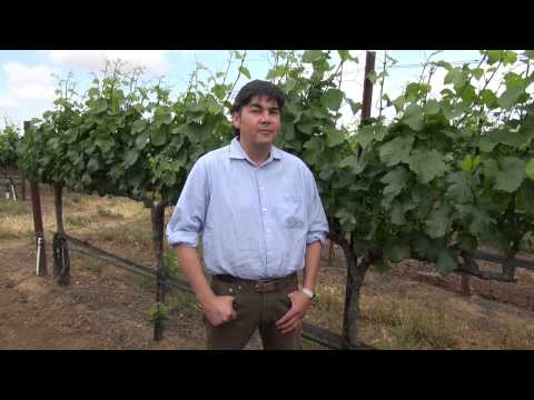 Mira Winemaker discusses grape clones