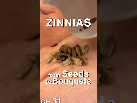 How to Grow Zinnias from Seeds to Bouquets