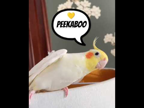 Peekaboo playtime: where cuteness meets innocence! 💛♥️🦜#cutepets #birdscharm #cockatielscraze