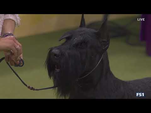 Monty the Giant Schnauzer wins the Working Group | Westminster Kennel Club