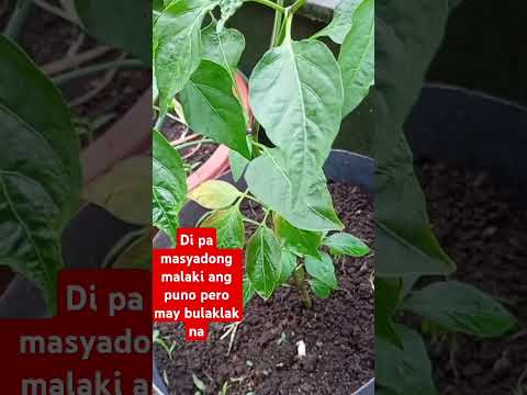 Tanim ulit NG sili#shortsyoutube #sili #chiliplants #smallgarden