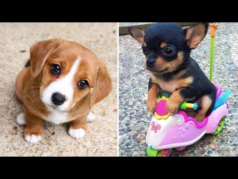 Baby Dogs 🔴 Cute and Funny Dog Videos Compilation #28 | 30 Minutes of Funny Puppy Videos 2022