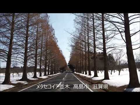 メタセコイア並木　高島市　滋賀県 A metasequoia-lined street Takashimashi Shiga Japan 03/2022