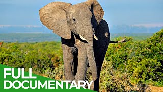 Wildlife | Episode 5: Elephants of Africa & Asia | Free Documentary Nature