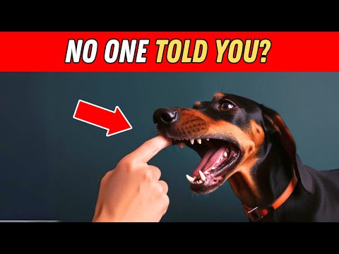 Things NO ONE tells you about owning a Dachshund