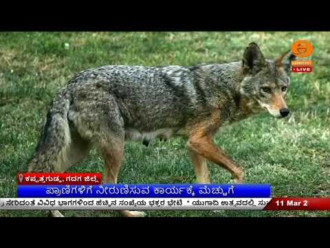 ಬೇಸಿಗೆಯಲ್ಲಿ ನೀರಿಗಾಗಿ ಪ್ರಾಣಿಗಳ ಹಾಹಾಕಾರ | ಪ್ರಾಣಿಗಳಿಗೆ ನೀರುಣಿಸುವ ಕಾರ್ಯಕ್ಕೆ ಮೆಚ್ಚುಗೆ