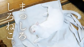 It's so mysterious!! The ranking of my beloved cats has changed. I can't accept this ranking!!