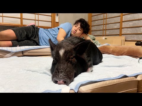 How to move a stuck pig