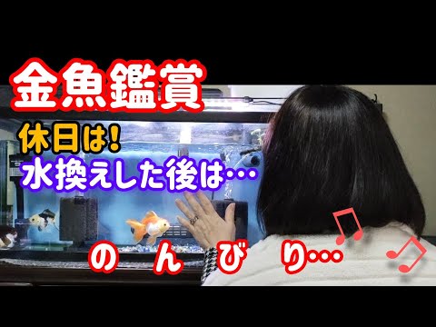 [金魚]　[金魚水槽]　金魚好きなおばちゃま休日は…飯動画！？#goidfish