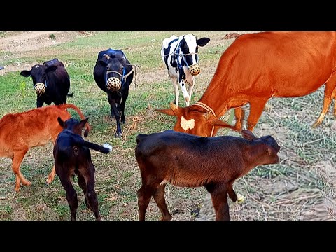 Bigc ow attack cute baby cow's | wildlife animals video | cow video fun