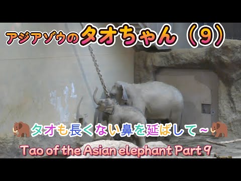 アジアゾウのタオちゃん（９）🐘タオも長くない鼻を延ばして～🐘（円山動物園）Tao of the Asian elephant Part 9