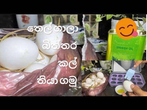 බිත්තර කල් තියාගමුද එන්නකෝ බලන්න මාරයි#Howtostoreeggs#youtube 🥚