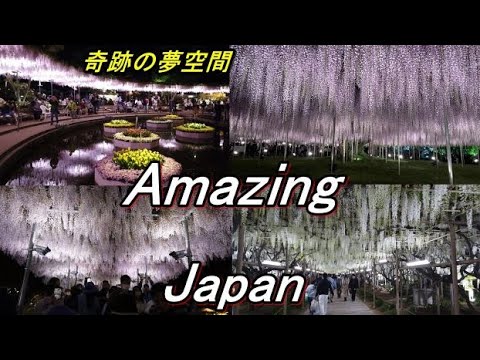 あしかがフラワーパーク#AshikagaFlowerPark #AmazingJapan (Must-visit tourist destinations in Japan) #あしかがフラワーパーク