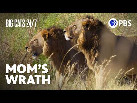 Lion Mamas Defend Their Cubs from Threatening Male Lions | Big Cats 24/7 | PBS