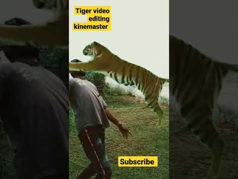 Tiger ने को किया वो आप देखकर चौक जायेंगे | kinemaster editing video #shorts