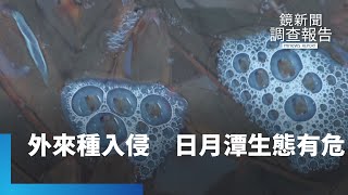 外來種入侵日月潭　生態威脅漁民頭痛｜鏡新聞調查報告 #鏡新聞