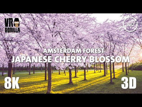 Japanese Cherry Blossom in Amsterdam Forest Garden (short) - 8K 360 3D