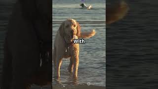 Dog's First Splash: A Swimming Adventure!#dogswimming #adventuredog #puppyjoy #doglover #fypshorts