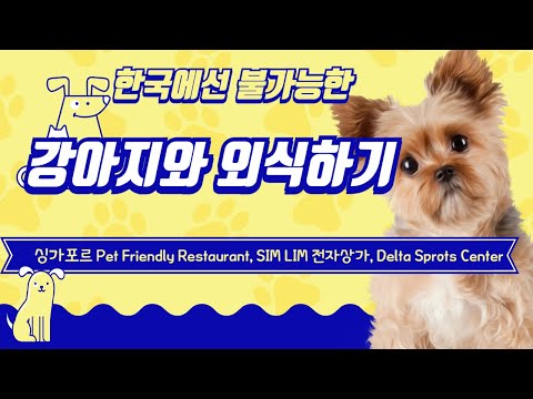 Singapore vlog 싱가폴 강아지식당, 전자상가