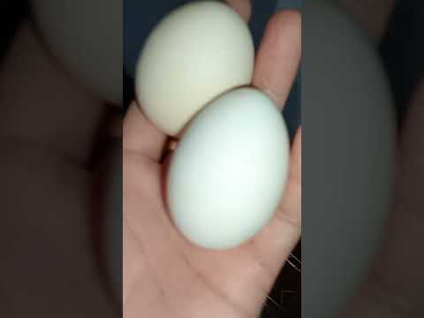 ang cute sa itlog #shortsyoutube #eggs#