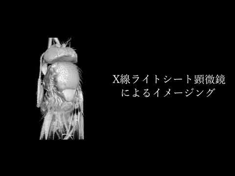 MAXWELL顕微鏡を用いたショウジョウバエの三次元イメージング