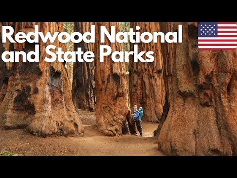 Exploring the Majestic Redwood National and State Parks