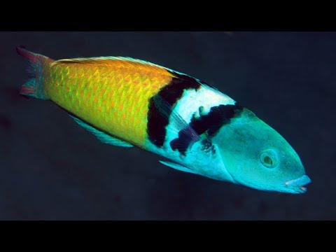 Facts: The Bluehead Wrasse