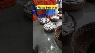 Ilish mach diamond harbour #ilish #hilsa #ilishmach #fishcutting #fishing #fishmarket #fish