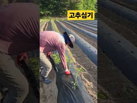 고추모종심기 #고추모종  #모종 #모종심기