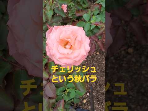 チェリッシュという秋バラからてんとう虫のサンバ(チェリッシュ) #music #flowers #チェリッシュ #バラ #rose #song #秋バラ #autumn #長居植物園 #osaka