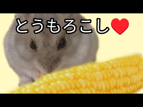 食べる姿が可愛いハムスター（ピク）#ハムスター #手乗りハムスター #可愛い #癒し#癒し動画 #とうもろこし#大好き #ちびちび#hamsters