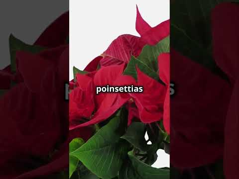 6 Poinsettia Facts You Didn’t Know! 🌺🎄