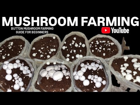 Mushroom farming in India | Button mushroom farming full guide For beginners | Mushroom harvesting