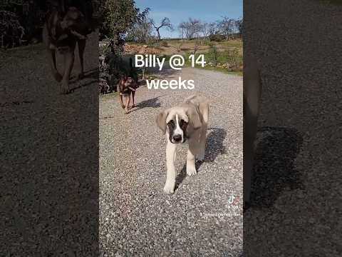 Billy at 14 weeks growing fast !!!!!! #dogs #pets #cuteanimal #puppy #cutepuppy #cachorro #mascotas