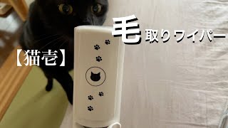 猫の毛はどうやって取ってます？買ってよかった！毛取りワイパー【猫壱】