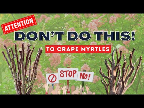 Crape Myrtle Pruning - The Good, The Bad And The Please NEVER DO THIS!