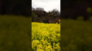 Field of Nanohana at Hanamiyama Park in Fukushima