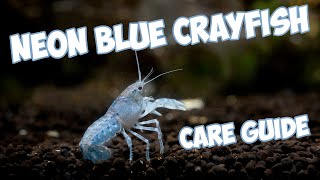 The Ultimate Neon Blue Crayfish Care Guide