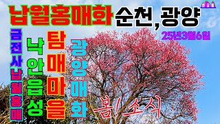 [출발할까?말까?] 3월6일 개화 상황 ㅣ 꽃샘추위 뚫고 핀 납월홍매화 ㅣ전남 순천,광양-금전사홍매화,낙안읍성 매화,탐매마을 홍매화,광양매화 축제시작( 3월7일~16일까지)