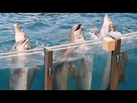 Dolphin Adventures (Full Show)- SeaWorld Orlando - January 30, 2024