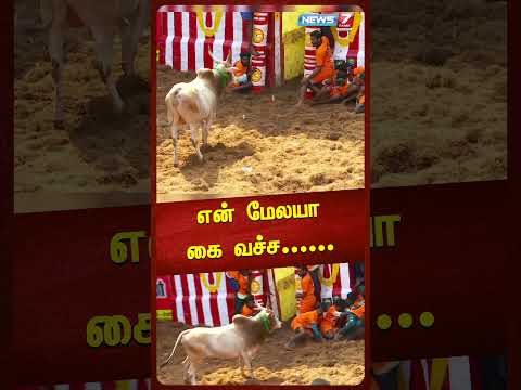 என் மேலயா கை வச்ச.. வீரரை விரட்டிய காளை| Jallikattu| Shorts|