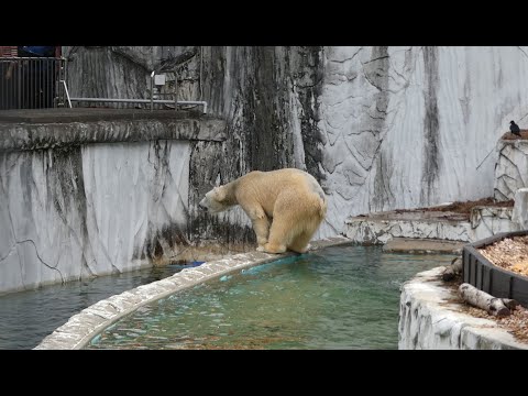 20241020④生中継が気になるフブキ