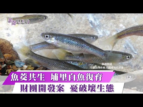 《新聞思想啟》 南投埔里白魚故鄉 一新社區魚筊共生 返鄉青農復育有成 有機無毒生態導覽 第144集-Part2