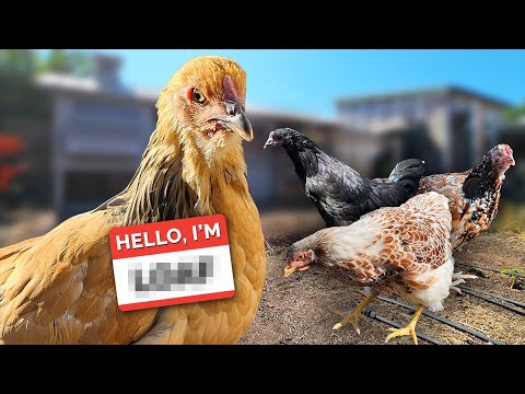 Introducing New Hens to the Flock! 🐔