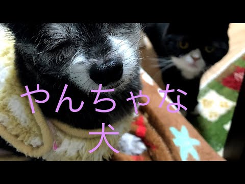 やんちゃな犬